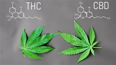 What's the Difference between THC with CBD
