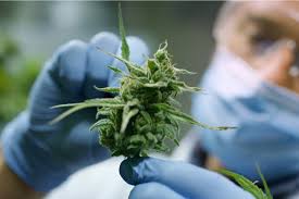 How to Use CBD Cooling Muscle Gel
