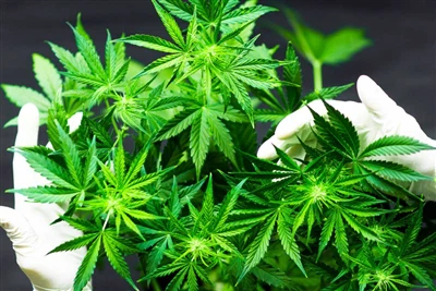 How does cannabis use affect brain health? Caution advised, more research nee...