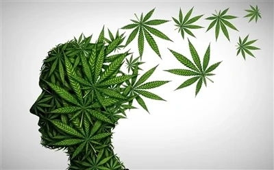 How To Use CBD Oil For Optimal Benefits: Full Guide?